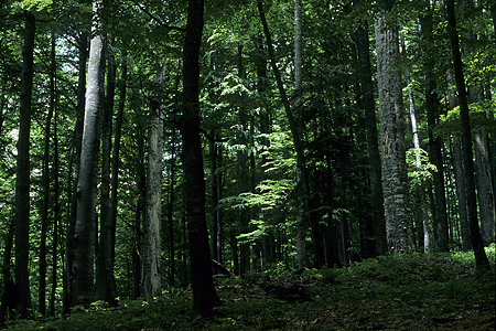 Buchen Urwald, Südkarpaten, Rumänien, Mai 1994 by Sammlung Gesellschaft für ökologische Forschung / Sylvia Hamberger.