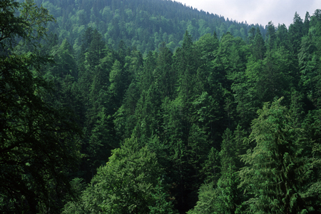 Bergmischwald, Reintal, Zugspitzgebiet