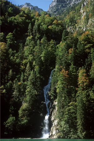 Bergmischwald am Königsee