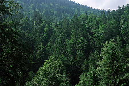 Bergmischwald bei Garmisch, Bayerische Alpen, 1989