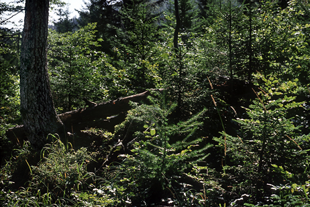 Verjüngung Bergmischwald, Schliersee / Tuschberg, Bayerische Alp