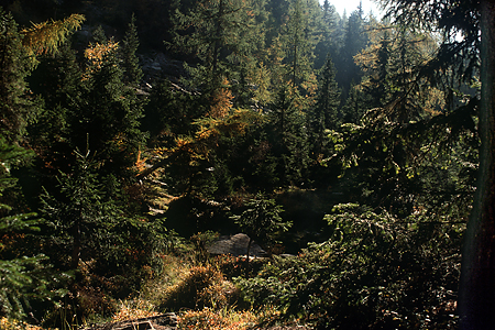 Lärchen-Fichten-Wald, Timmelsjoch, Österreich, 1986