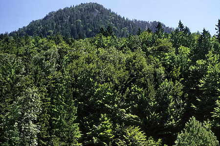 Bergmischwald, Urfeld, Walchensee, Bayerische Alpen, 20.7.1988