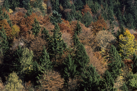 Bergmischwald im Herbst, Urfeld / Walchensee, Bayerische Alpen