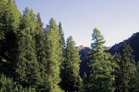 Lärchen-Fichten-Wald, Münstertal, Schweiz, 10.9.1997