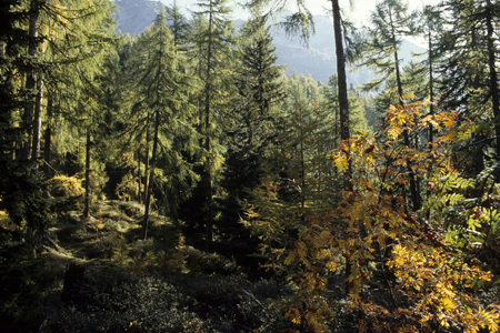 Lärchen-Fichten-Wald mit Vogelbeere, Timmelsjoch, Österreich, 19