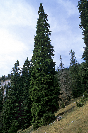 Subalpiner Fichtenwald, aufgelichtet, Waldschäden, Borkenkäfer