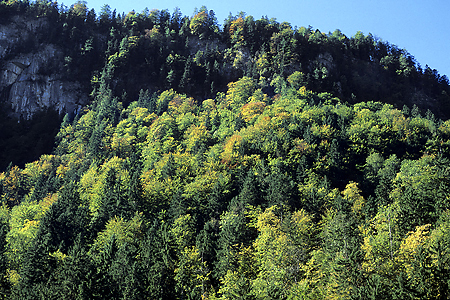 Bergmischwald, Königsee, Bayerische Alpen, 6.10.1997