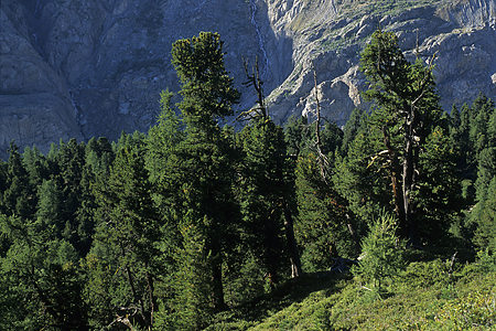 Arven und Lärchen, Aletschwald, Wallis, Schweiz, 27.8.2004