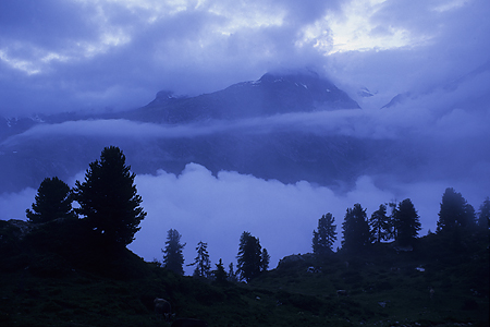 Arven, Aletschwald, Wallis, Schweiz, 11.7.1997