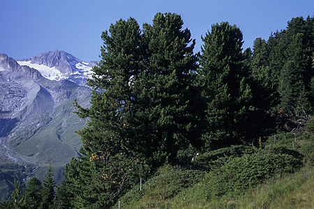 Aletschwald, Wallis, Schweiz, 15.8.2001