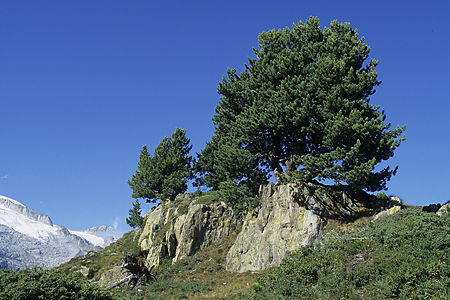 Arven, Aletschwald, Wallis, Schweiz, 27.8.2004