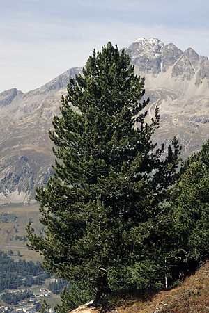 Arvenwald, Surlej, Engadin, Schweiz, Sommer 1995