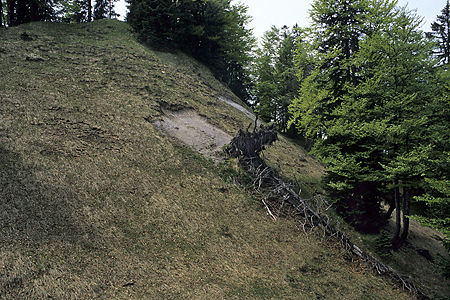 Kaputter Bergwald