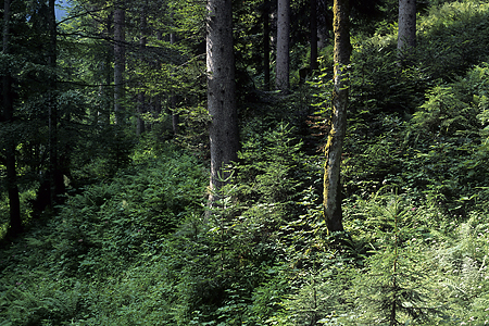 Bergmischwald, Bad Reichenhall, Bayerische Alpen, 3.7.1993