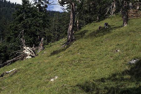 Bergwald, Wank, Garmisch-Partenkirchen, Bayerische Alpen, 24.8.1