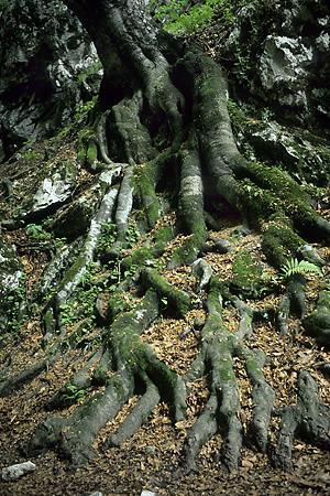 Buche, Südkarpaten, Rumänien, Mai 1994