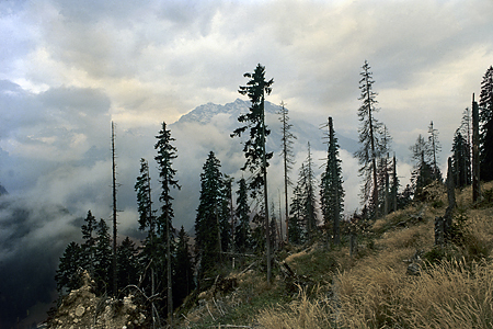 Windwurf, Königsbachalm, Berchtesgaden, Bayerische Alpen, Oktobe