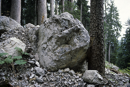 Schutzwald, Ragall, Großes Walsertal, Österreich, 3.10.1987