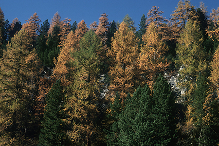 Lärchen-Fichten-Wald, Engadin, Schweiz, 28.10.1994