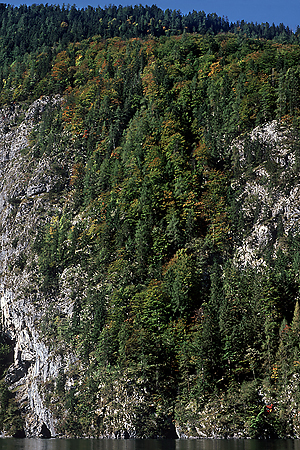 Bergmischwald, Königsee, Bayerische Alpen, 6.10.1997