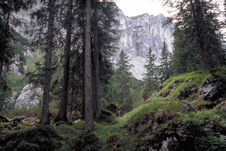 Subalpiner Bergfichtenwald im Reintal, Zugspitzgebiet