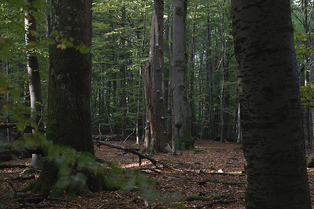 NSG Metzger, Spessart, Bayern, Buchen- Eichenwälder, Pilze und T by Sammlung Gesellschaft für ökologische Forschung .